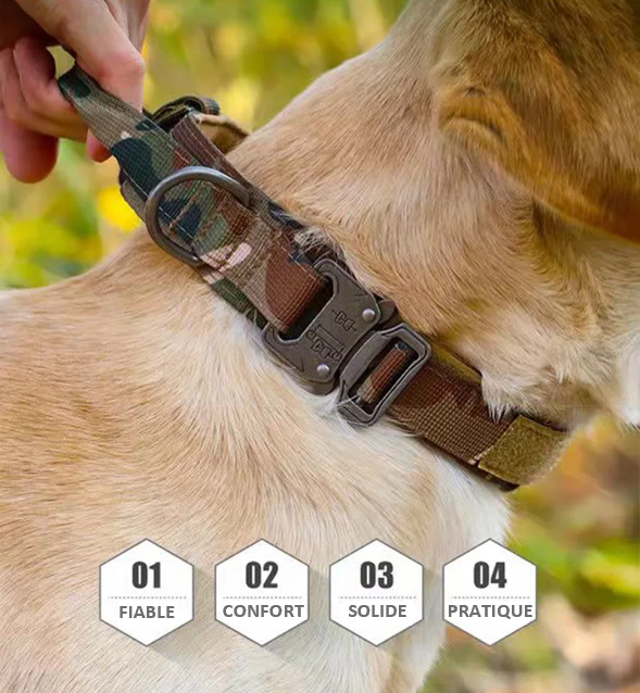 COLLIER TACTIQUE et LAISSE DE DRESSAGE solide pratique fiable, 7 couleurs ou coloris, 3 tailles , pour chien moyens ou grands, BERGER ALLEMAND, MALINOIS, chien sportif, avec poignée de proximité, boucle métal robuste , anneau en D , randonnée, patrouille, PATPATROUILLE, police, armée, militaire, promenade,. Confort, Nylon alliage de ZINC, TOUTES RACES . CADEAU IDEAL 4 points fondamentaux