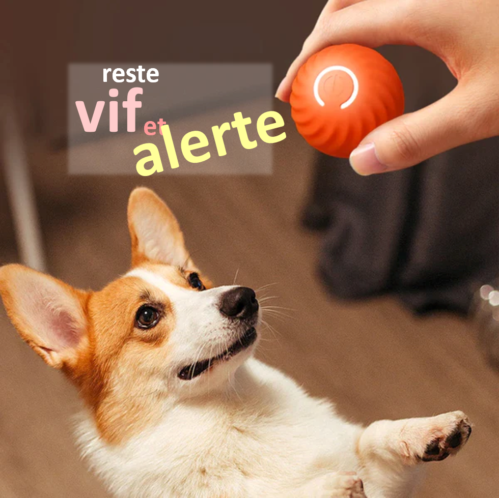 Balle interactive intelligente pour chien et chat rechargeable USB autonomie de 3 heures Reste alerte et vif cadeau