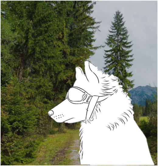 Lunettes de soleil pour chien, avec sangles réglables anti-UV imperméables coupe-vent, protection des yeux pour chiens de taille moyenne et grande ; Confortables et élégantes. La monture souple s'ajuste à la tête de votre chien. Il peut passer la tête par la fenêtre de la voiture et profiter ! Petit montage trop beau :)