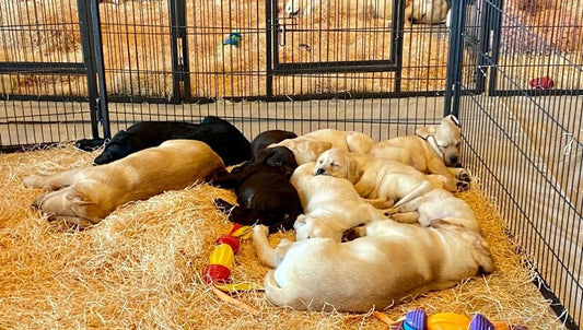 Salon du chiot : des boules de poils vous donnent rendez-vous ce week-end à Cournon-d'Auvergne (63800)