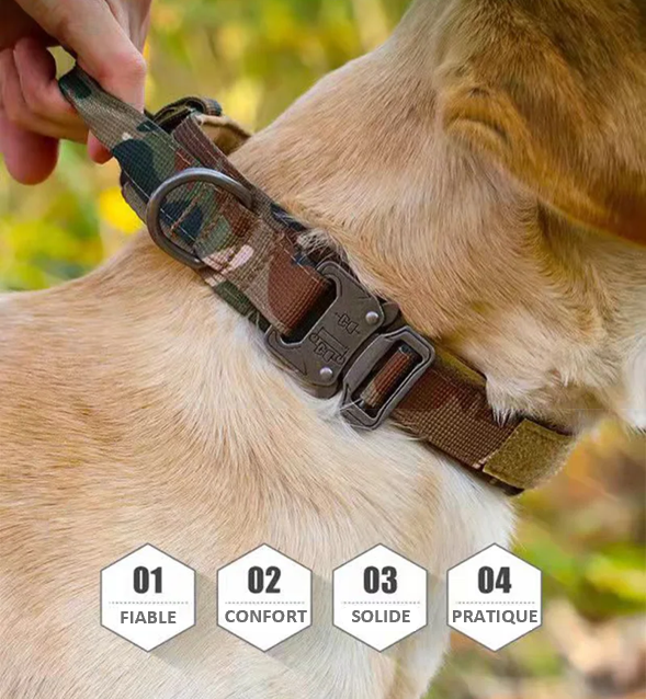 COLLIER TACTIQUE et LAISSE DE DRESSAGE solide pratique fiable, 7 couleurs ou coloris, 3 tailles , pour chien moyens ou grands, BERGER ALLEMAND, MALINOIS, chien sportif, avec poignée de proximité, boucle métal robuste , anneau en D , randonnée, patrouille, PATPATROUILLE, police, armée, militaire, promenade,. Confort, Nylon alliage de ZINC, TOUTES RACES . CADEAU IDEAL  4 points fondamentaux 