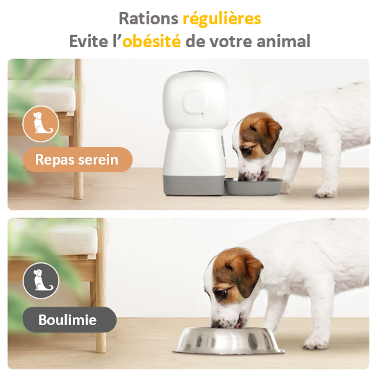 Distributeur mangeoire automatique d'aliments chien chat bol acier inoxydable minuterie rapide