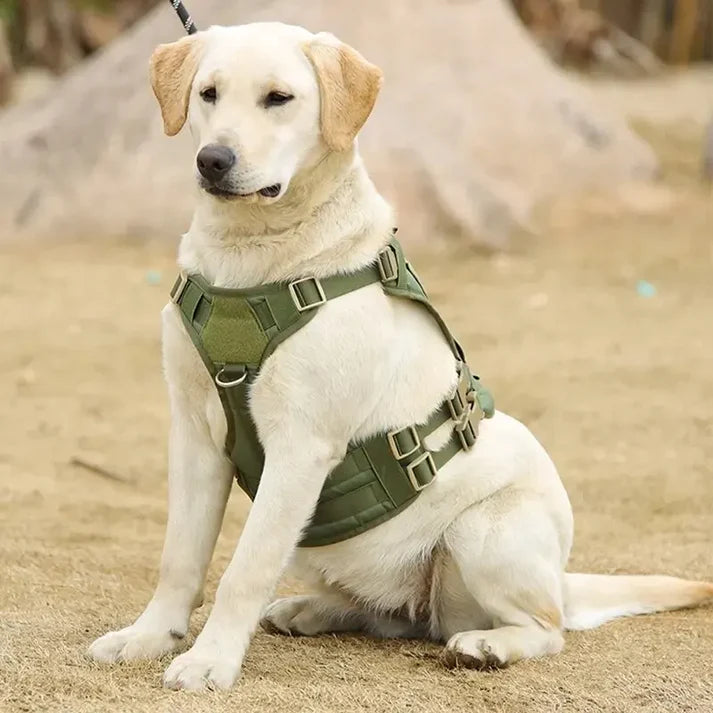 Harnais tactique pour chien moyens et grands réglable , matériaux PREMIUM, maille OXFORD, résistant , 2 boucles de dégagement rapide, adapté randonnée , trail , track, chasse, entrainement , running, chien d'assaut, équipé de Velcro, d'élastique , avec une poignée en caoutchouc renforcé .  SECURITE PROTECTION , HARNESS DOG , MALINOIS, BERGER ALLEMAND TOUTES races; TOP CADEAU ; 3 couleurs ; 3 tailles  LABRADOR avec harnais vert 